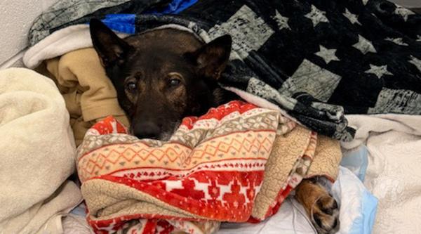 Support K-9 Anik's Lifesaving Surgery