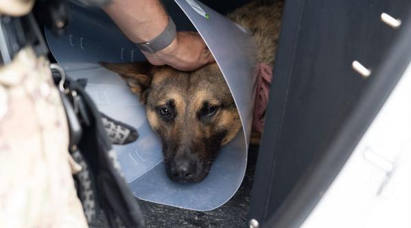 Welcome K-9 Aksel #365 – Project K-9 Hero