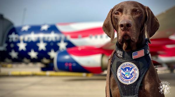 Welcome K-9 Ari #349