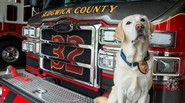 Welcome K-9 Benny #393