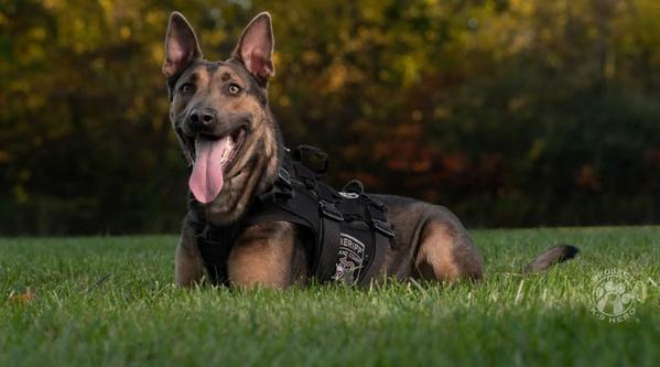 Welcome K-9 Bleu #413