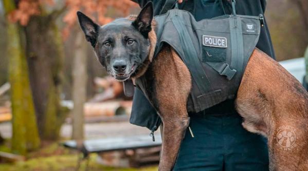 Welcome K-9 Breston #392