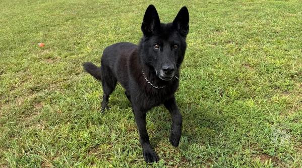 Welcome K-9 Bruno #348