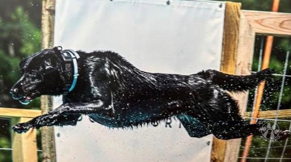 Welcome K-9 Chilly Sky #386