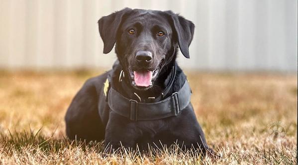 Welcome K-9 Elise #342