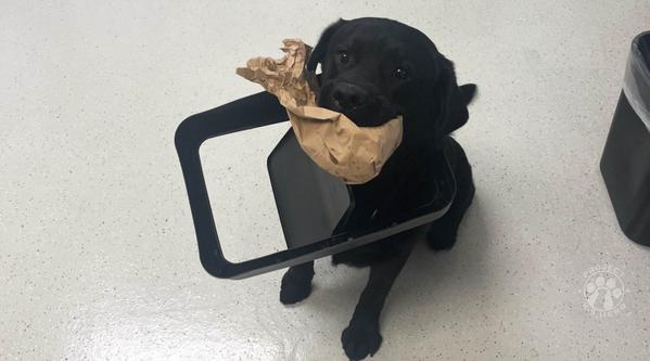 Welcome K-9 Higgenz #343