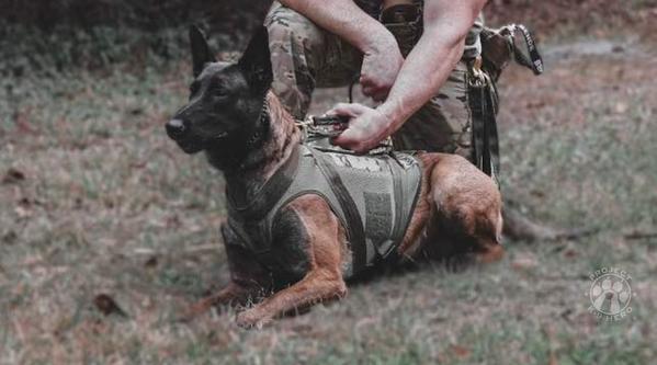WelcomeK-9 Rudy #382 – Project K-9 Hero