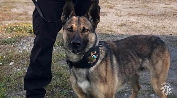Welcome K-9 Santxo #396