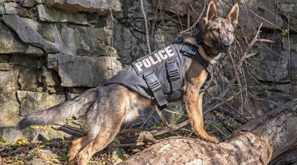 Welcome K-9 Tango #411