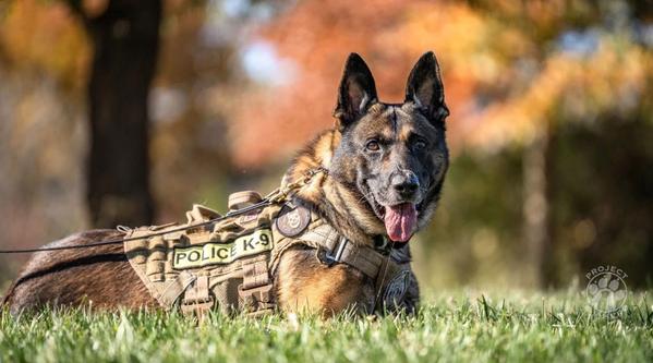 Welcome K-9 Wilson #388
