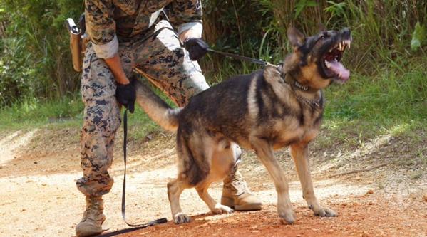 Welcome MWD Corado #355