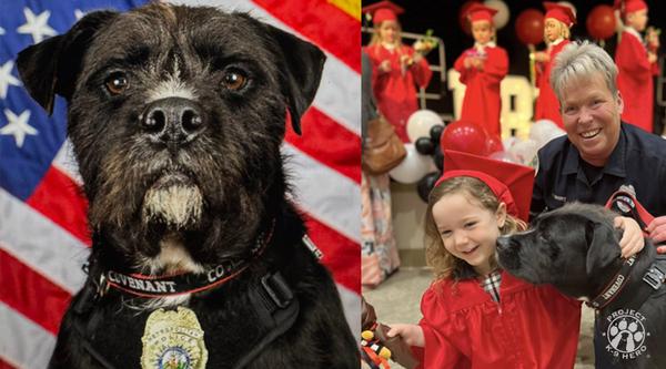 From Shelter to Hero: Sgt. Bo Wins 2025 Hero Dog of the Year