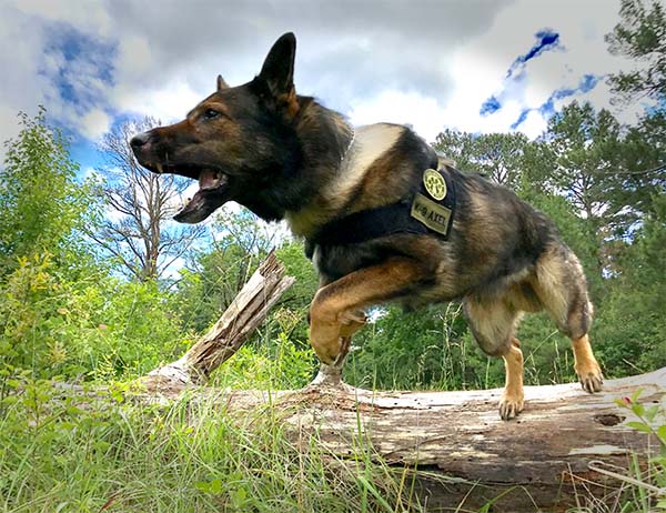 The K-9 Axel Collection