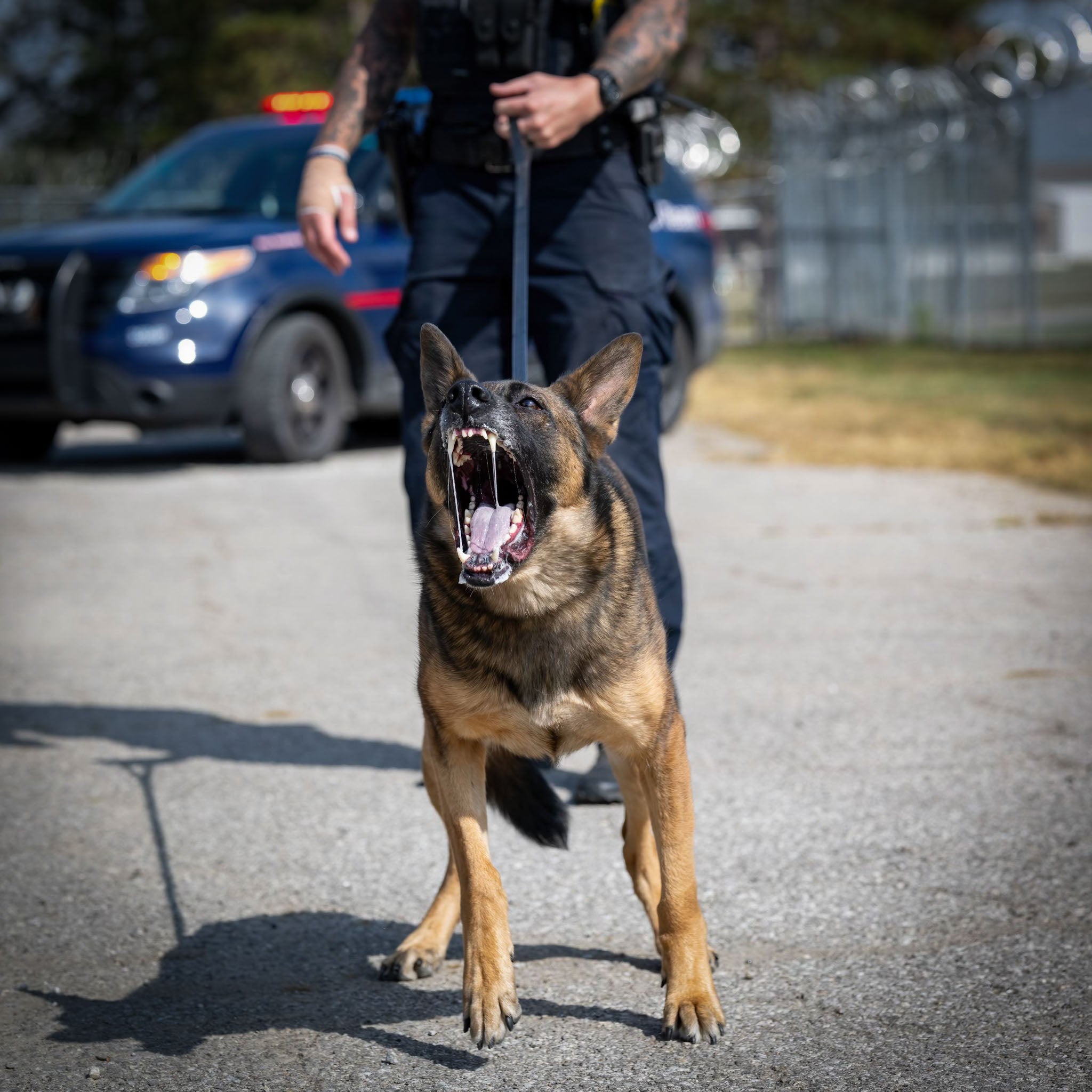K-9 Dozer Collection