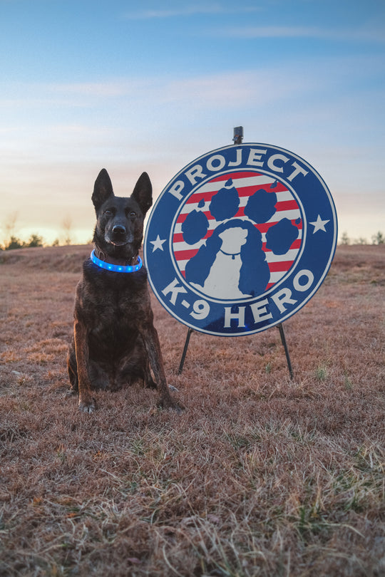 Halo Lights LED Safety Dog Collar
