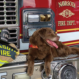 K-9 Remington laying on front bumper of fire truck.