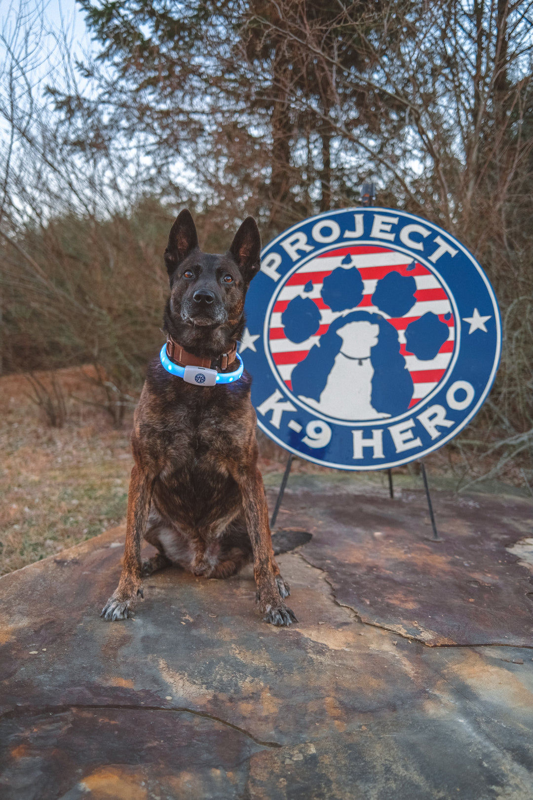 Halo Lights LED Safety Dog Collar