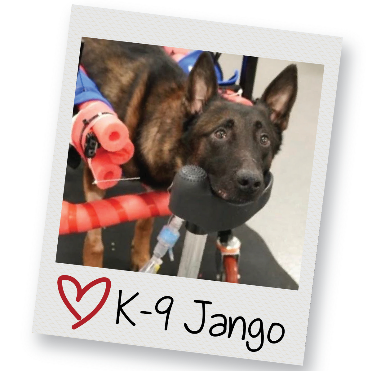 Project K-9 Hero | Protecting Those Who Protected Us!