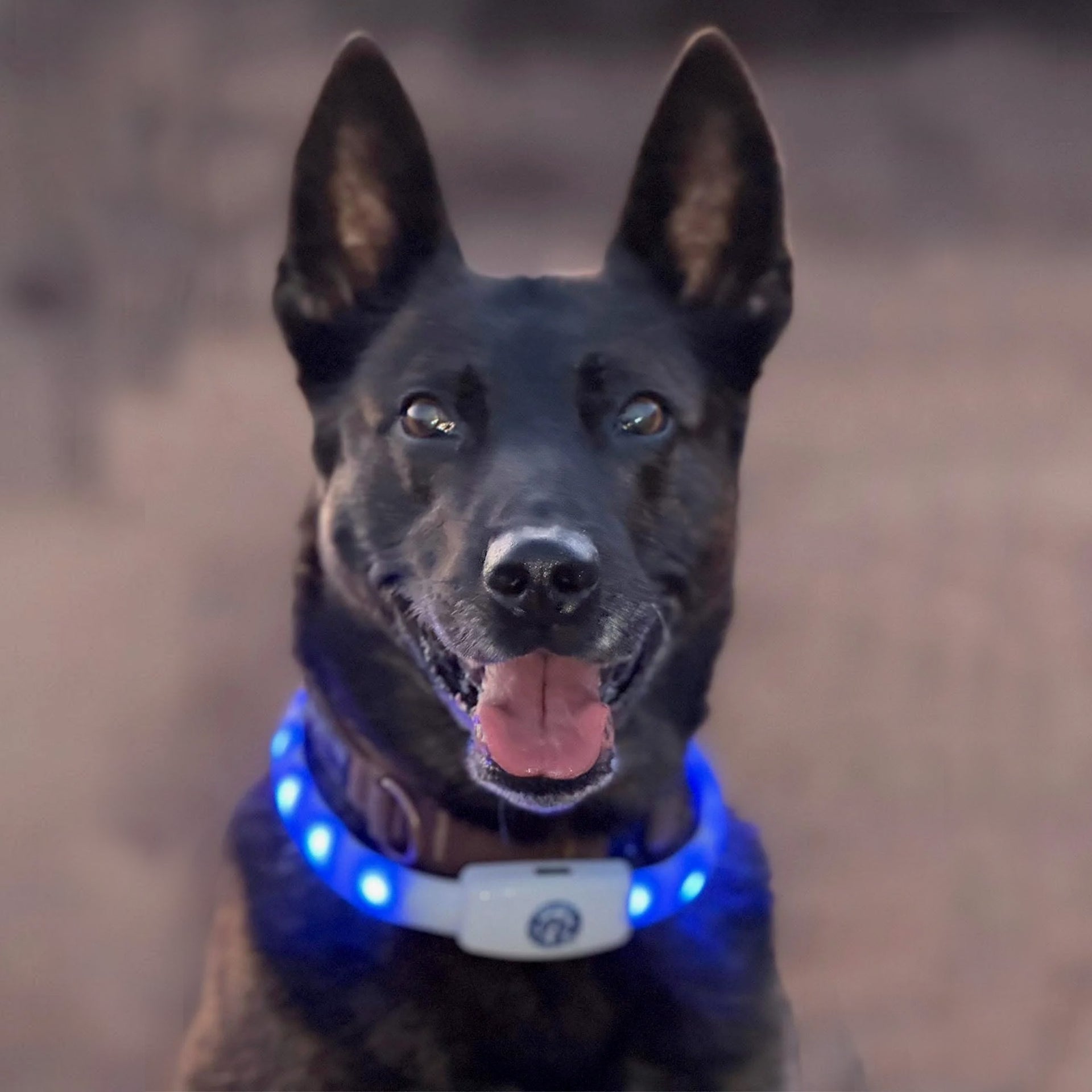 Halo Lights LED Safety Dog Collar