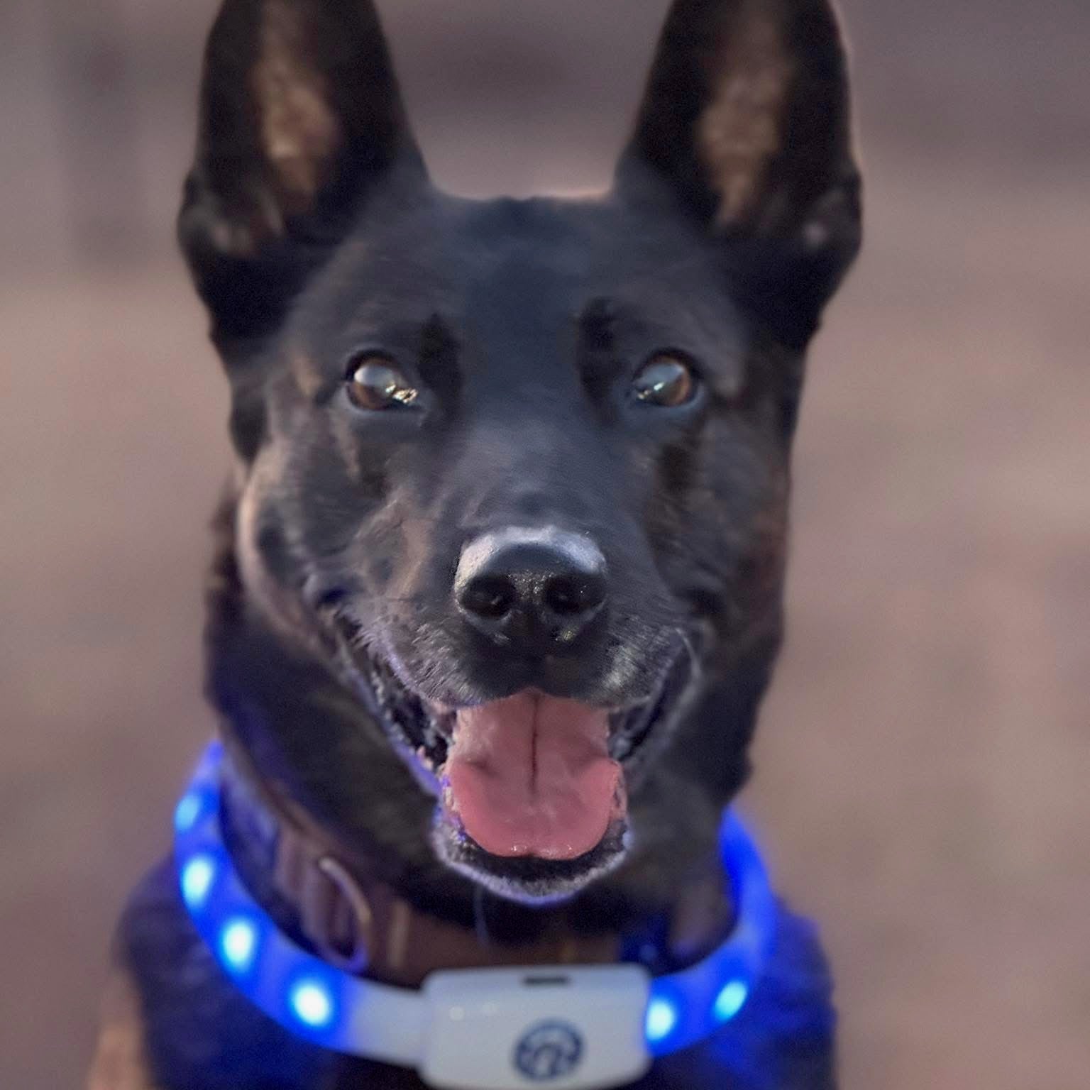 Halo Lights LED Safety Dog Collar