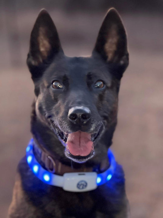 Halo Lights LED Safety Dog Collar